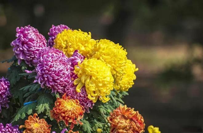 黄巢的《不第后赋菊》借咏菊以言志，酣畅淋漓地抒发了个人抱负
