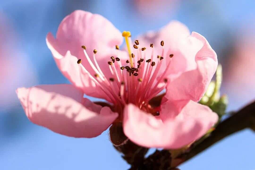 花的形态之花程式