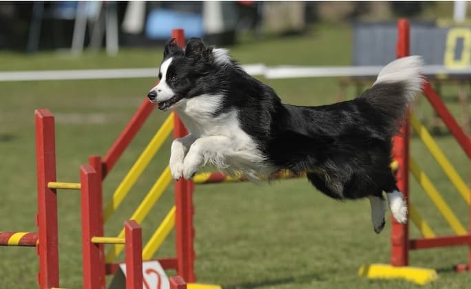 边境牧羊犬训练技巧：聪明狗狗的高效训练方法