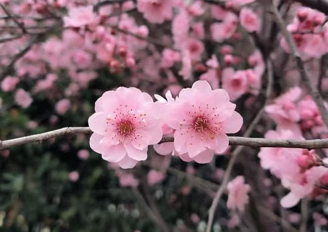 弘一法师：有福之人，必经情劫之痛