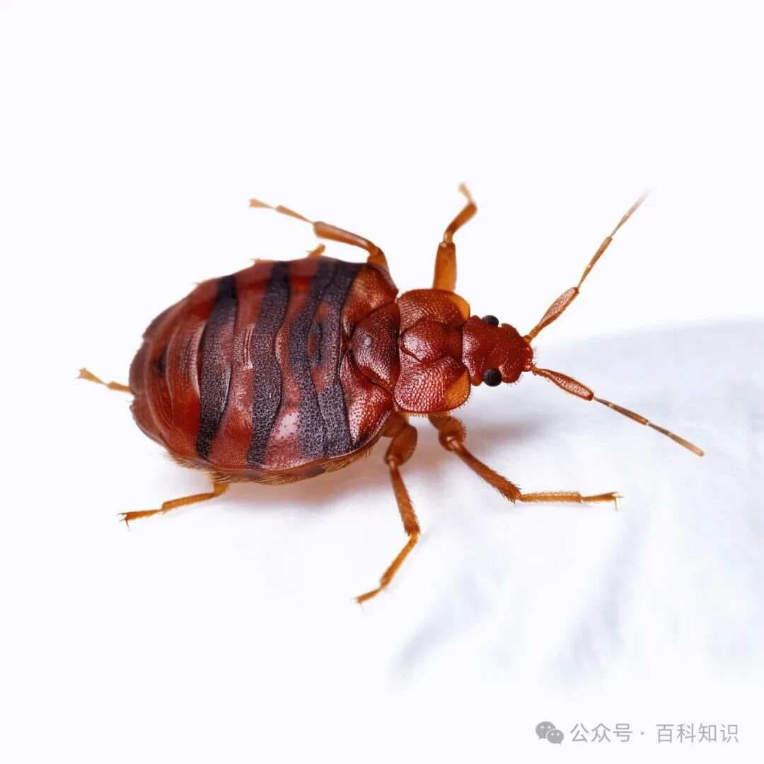 臭虫，你了解多少