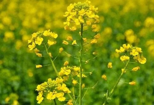 油菜防冻害、提单产科学施肥指导意见