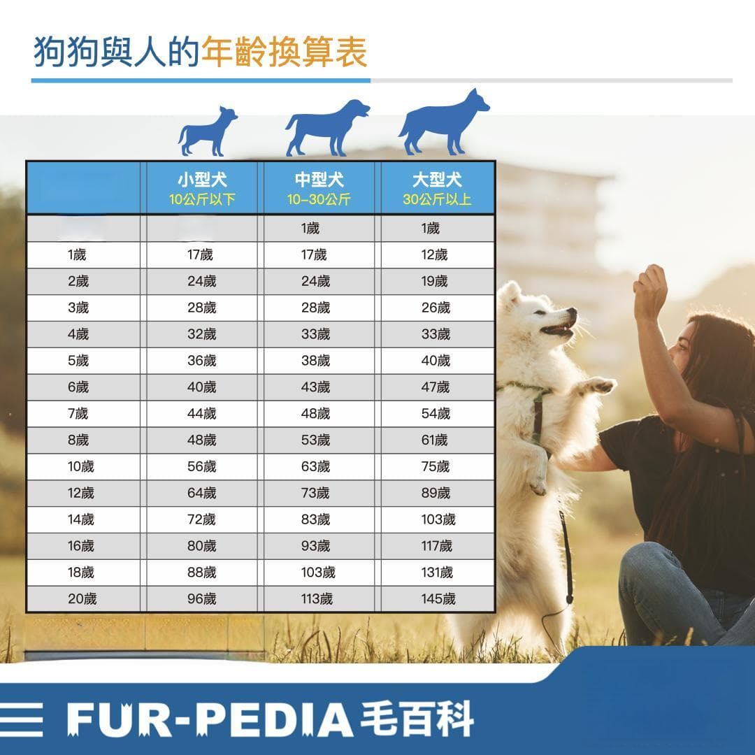 不得不面對！狗狗老了如何照顧？2025老狗照顧要注意的9大重點！