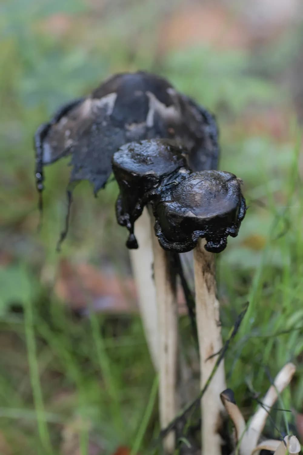 秋冬吃菌需谨慎：毒蘑菇中毒急救指南