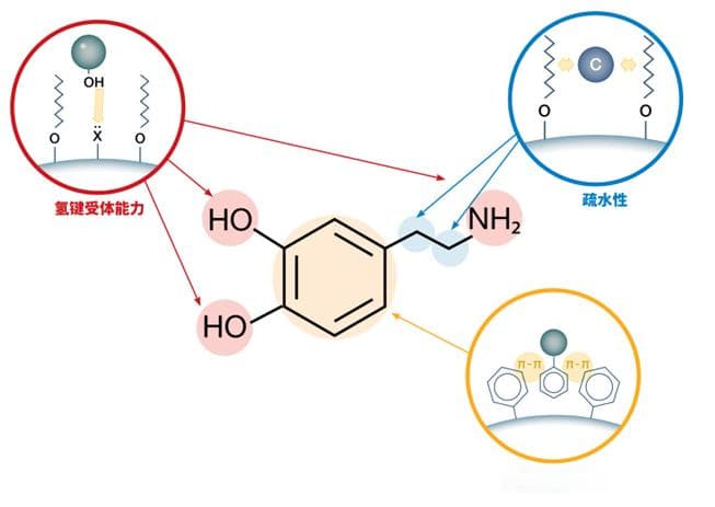 色谱柱内的分子间作用力有哪些？