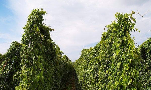 探秘山药的生长环境（山药生长的条件、适宜种植的地点、优质山药的品质）