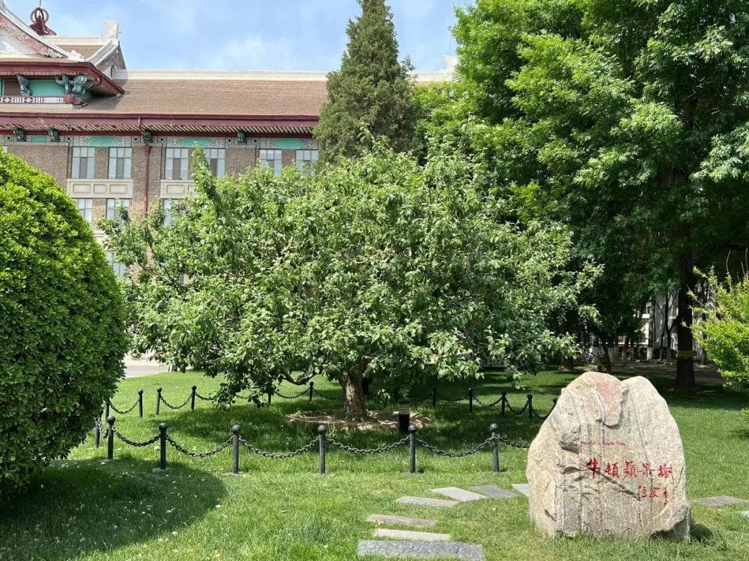 天津大学的牛顿苹果树：科学精神的象征
