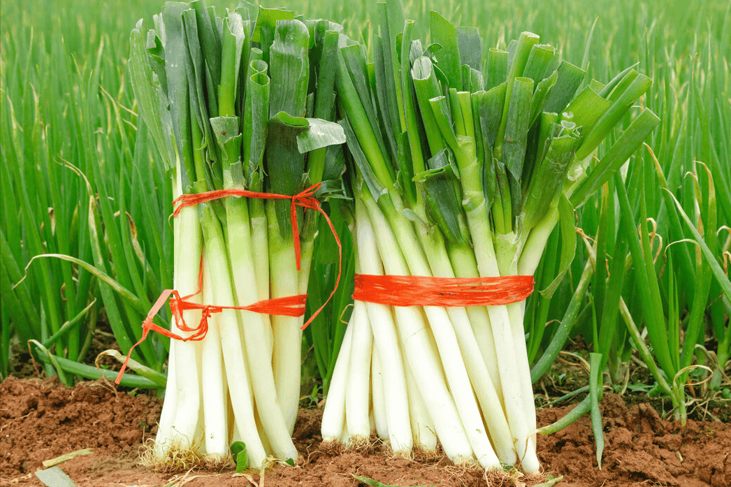 大葱：一种常见食材的植物学特征与价值