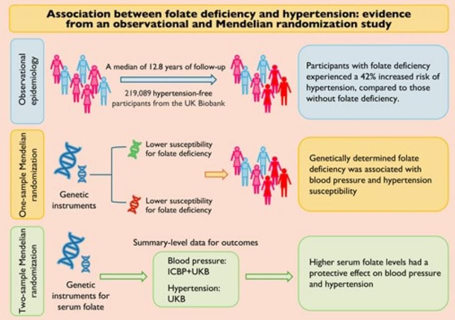 Eur J Prev Cardiol：叶酸缺乏与高血压之间的关系