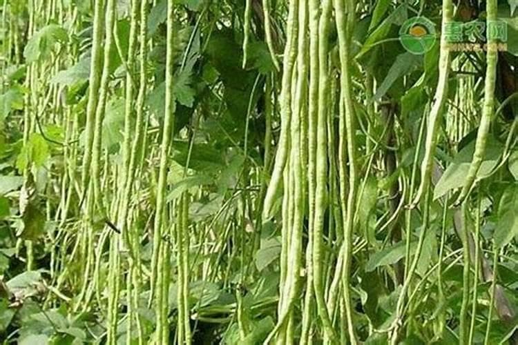豇豆白粉病发病症状是什么样的，怎么防治？