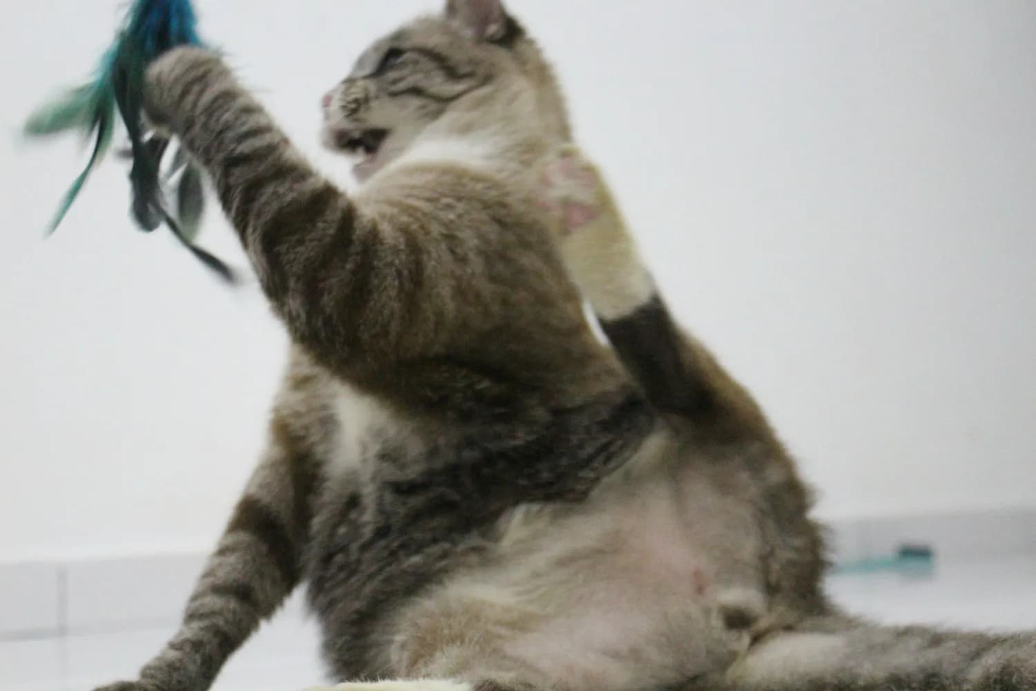 猫咪攻击姿态背后的心理学秘密