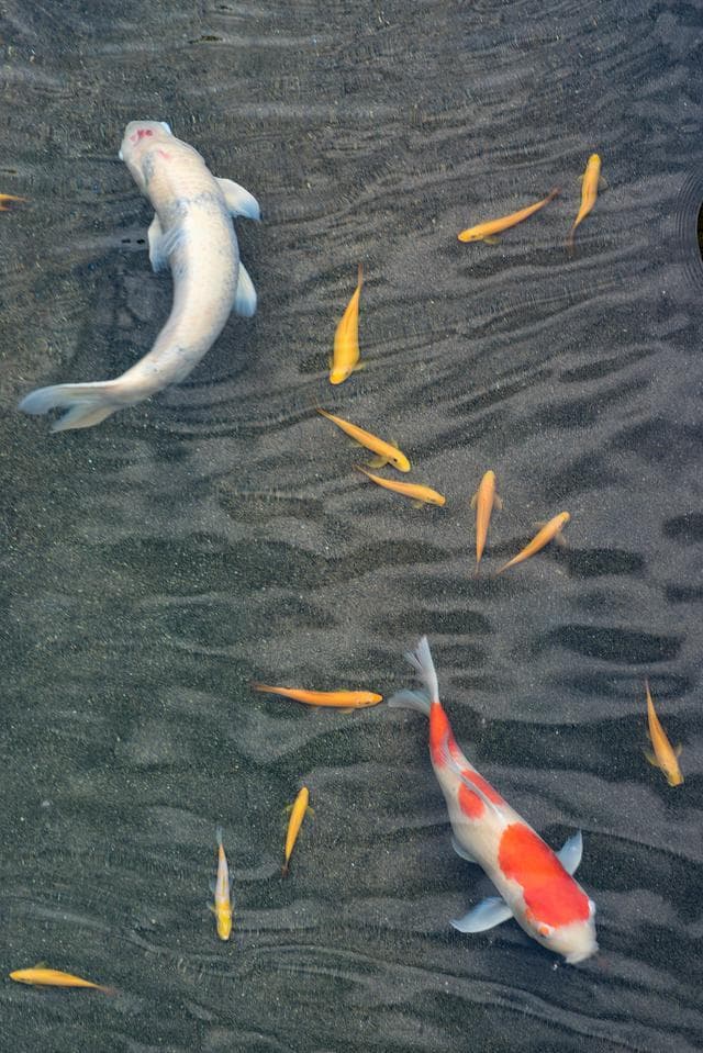 锦鲤养殖入门：打造一个既科学又充满爱的水族世界