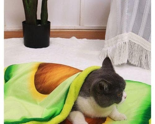 宠物猫冬季保暖指南：如何让你的幼猫在冬天里感到温暖舒适