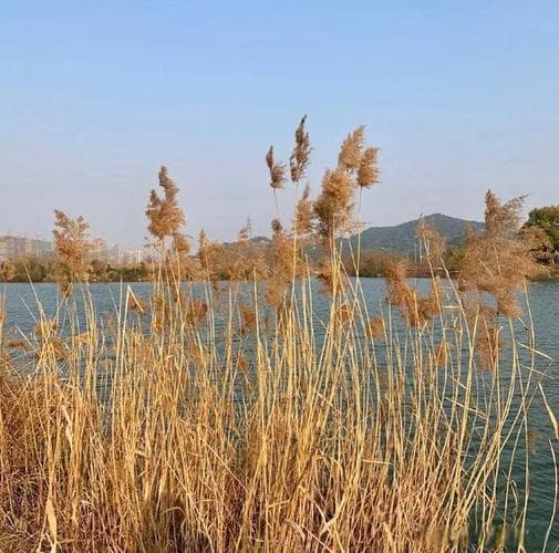 芦苇之乡，死亡之后的“永生”之地