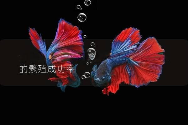 金鱼产卵怎么办？如何有效提高金鱼的繁殖成功率
