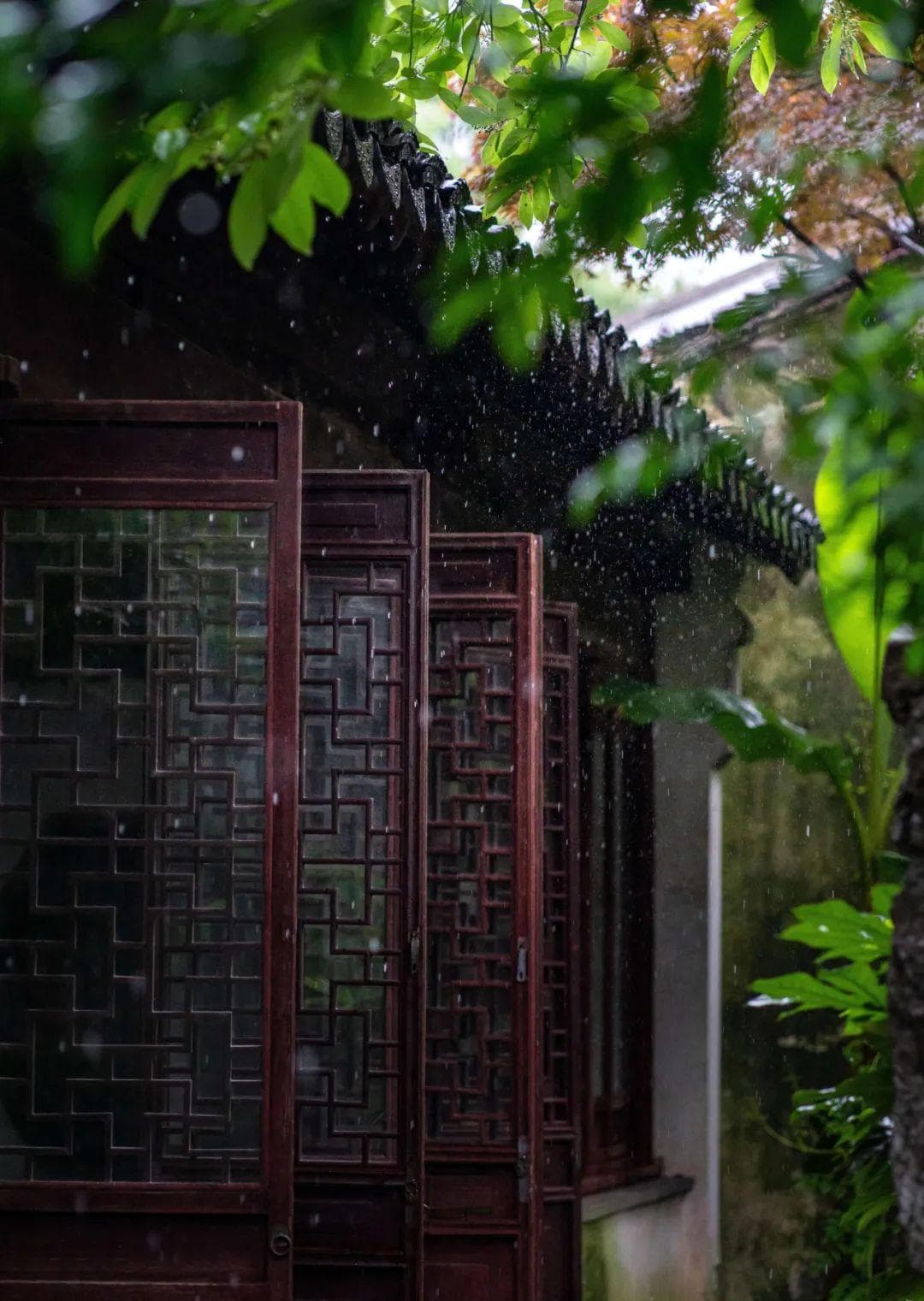 梅雨季的苏州，细雨如诗