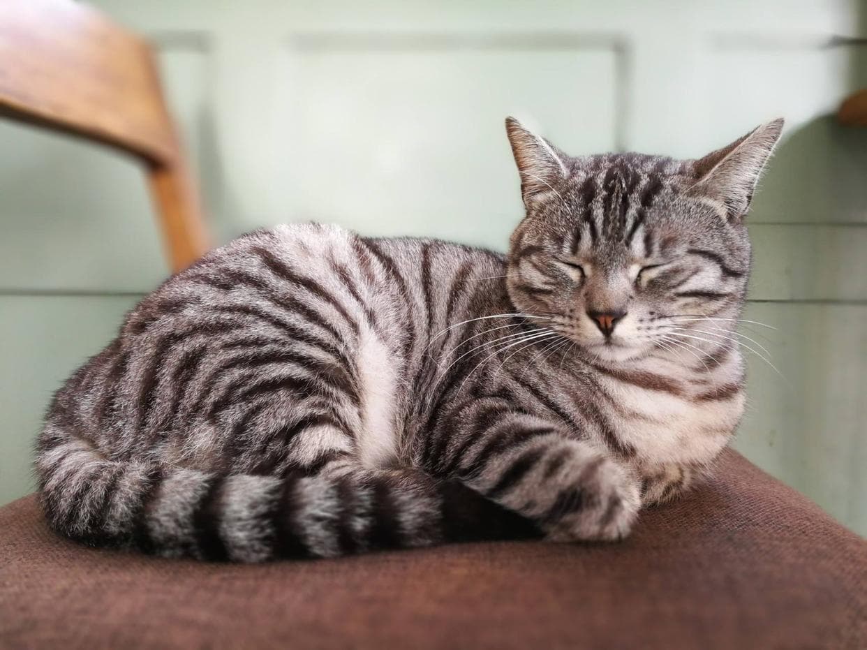 猫咪心脏病全攻略：从症状识别到日常护理