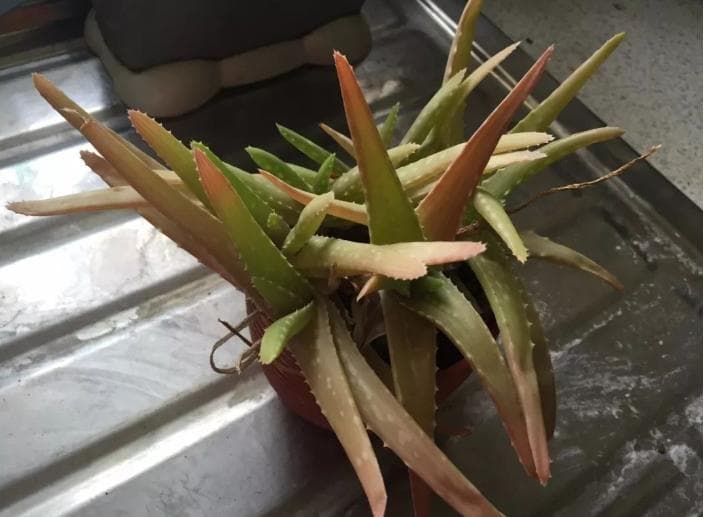 芦荟叶子发红是什么原因？如何调整养护方法？