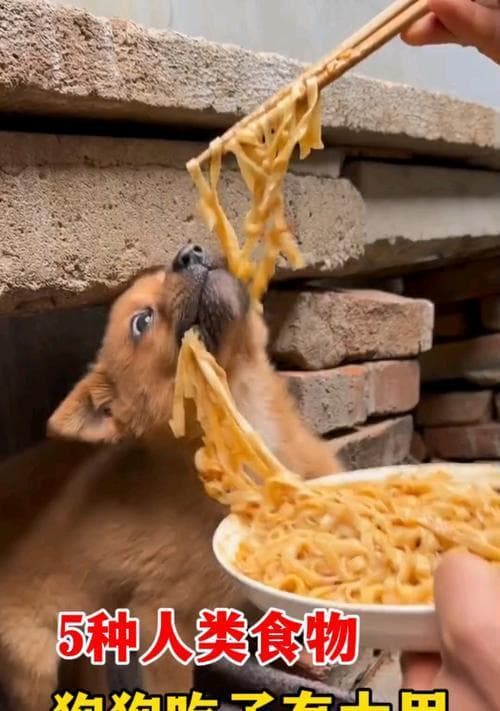 狗狗的饮食提醒（为你的爱犬提供健康饮食的指南）