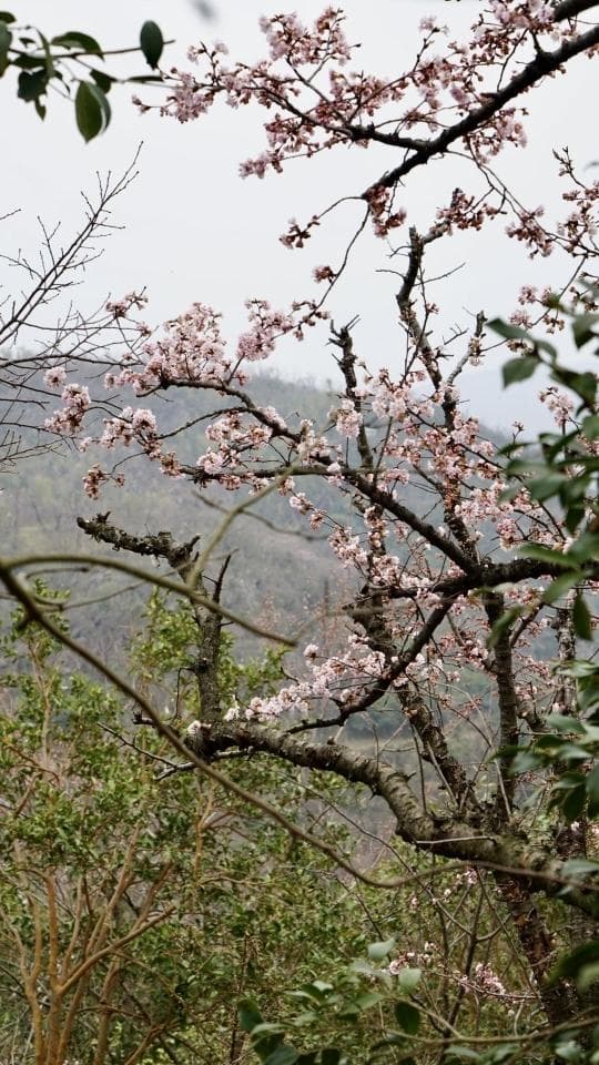 “樱花季”来了！3月以来踏青赏花游热度增长超5倍