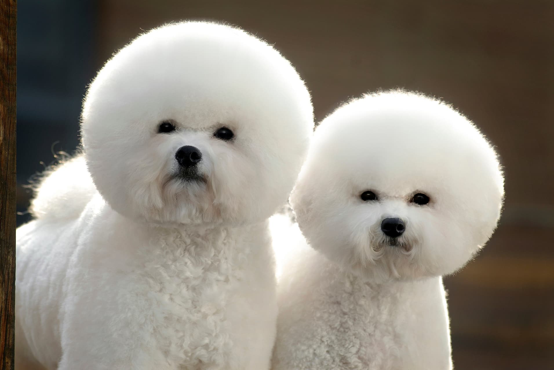 比熊犬训练方法大全：从基础到进阶，养出乖巧小天使！