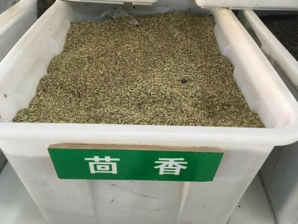 茴香种子种植方法，掌握后就能轻松收获