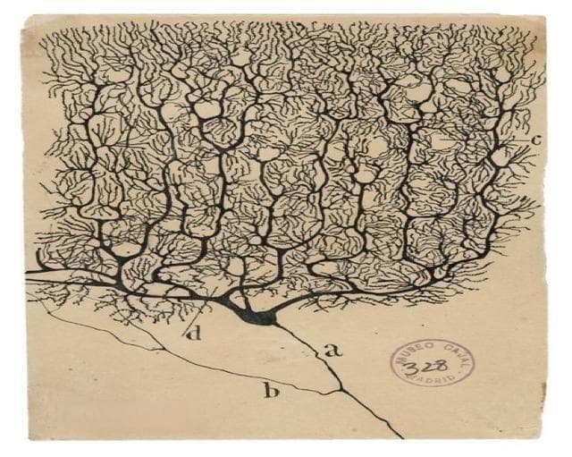 Neuron：吴海涛/初波团队合作破解小脑浦肯野细胞发育与存活调控密码