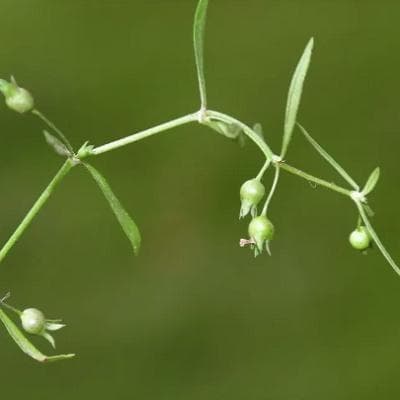 白花蛇舌草：从植物形态到临床应用的全面解析