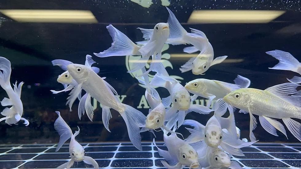蝴蝶鲤好养吗？全面解析蝴蝶鲤的饲养要求与技巧