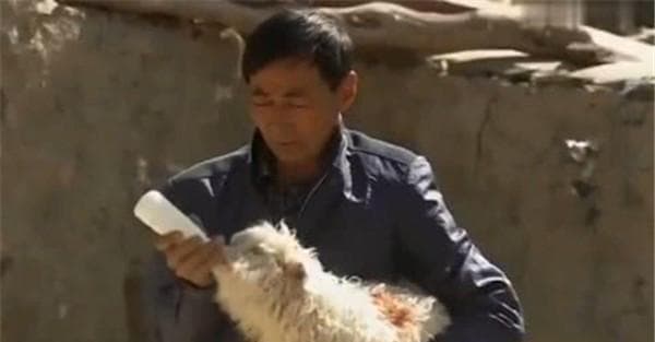 羊羔饲养管理：五个关键点详解