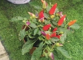 彩椒成 “蔬菜新贵”