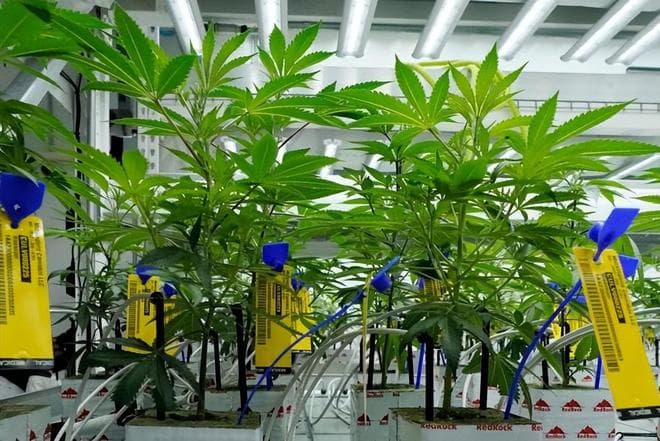 从“恶名”到“良药”？美国拟调整大麻管制等级，解锁医疗潜力