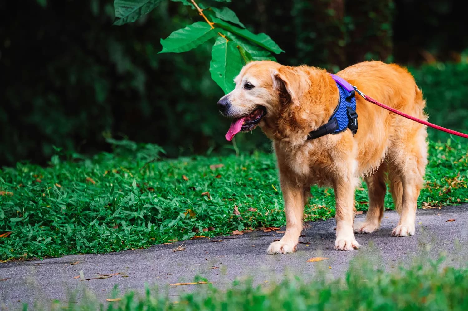 老年犬健康大揭秘：如何预防关节炎和心脏病？