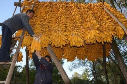 "谷贱伤农" 河南农户秋粮种植意向变化大