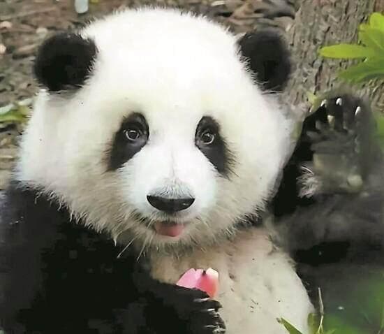 花花：一只特殊熊猫的成长故事