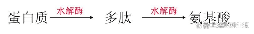 氮素检测：从植物生长到土壤转化的全面解析