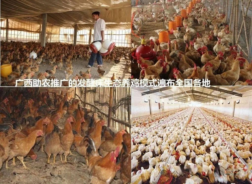 低温季节采用生物发酵床养鸡，不仅保温效果好而且环境不臭省人工