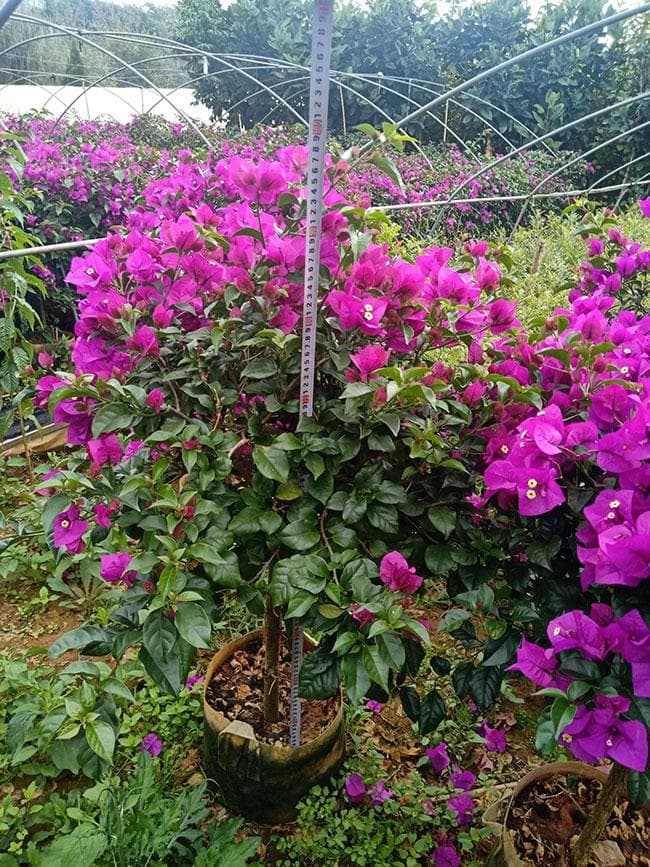 三角梅的花语和寓意