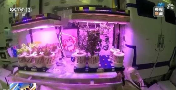太空菜园最新画面公布！神十八乘组已在轨驻留百余天