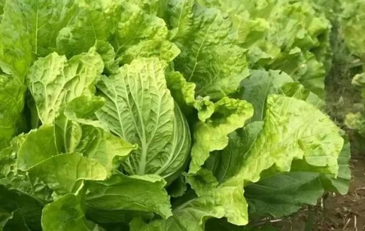 小白菜种植全攻略：从育苗到采收的关键步骤