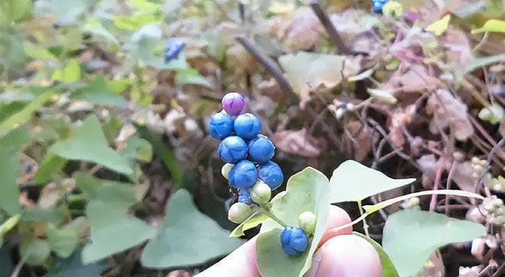 杠板归生长环境全解析：从土壤到光照的全方位养护指南