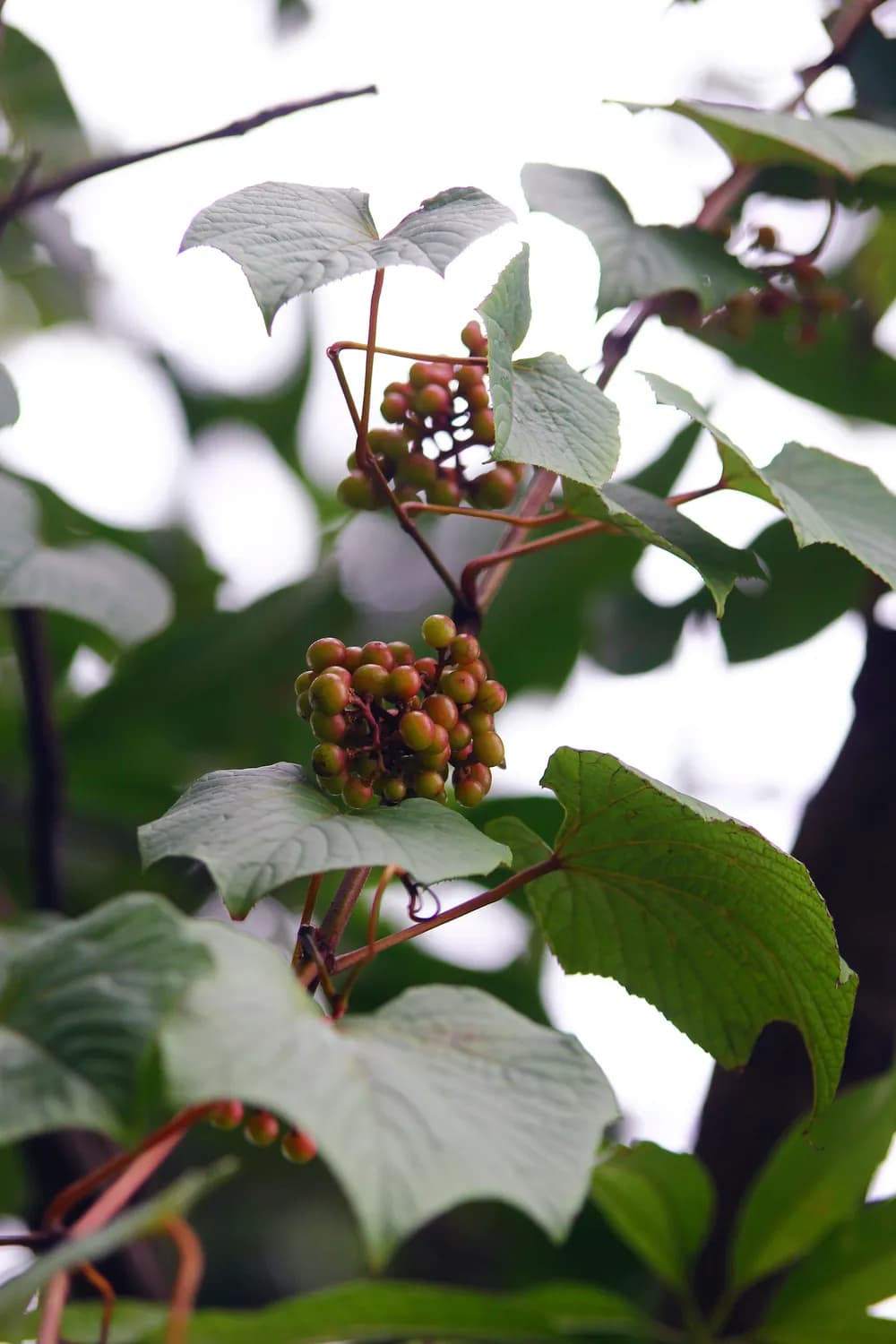 山茱萸 vs 吴茱萸：养生界的"姐妹花"，你分得清吗？
