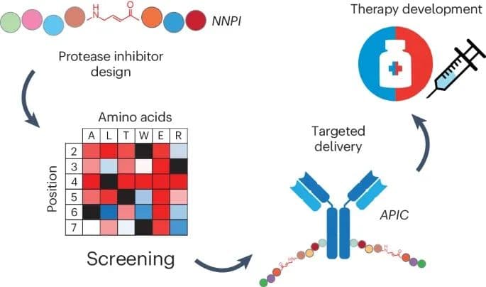 抗癌新突破！新型偶联药物APIC来了 | Nature子刊