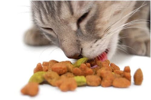 长期喂狗猫粮，健康受损，营养失衡