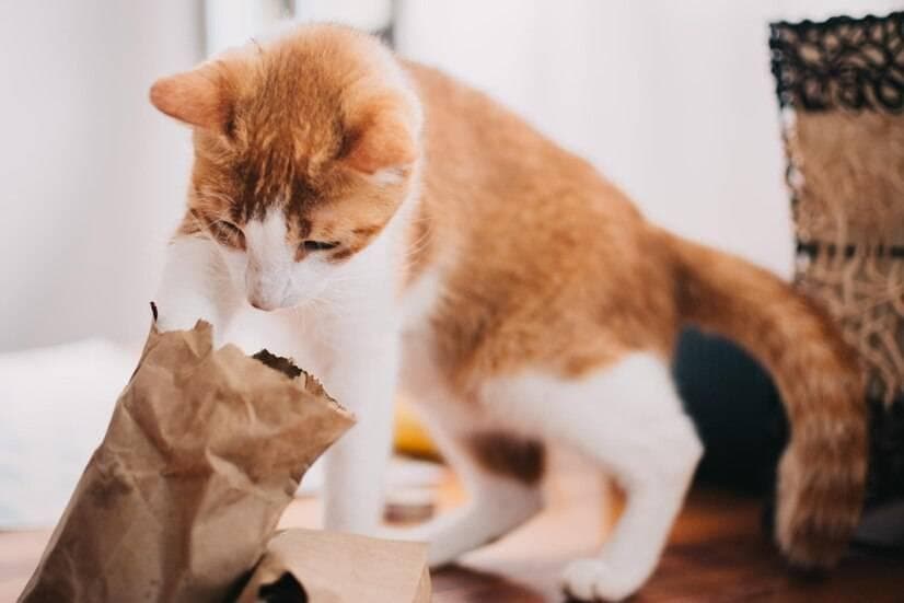 母猫奶水不足怎么办？这些食物能有效帮助增加奶水分泌