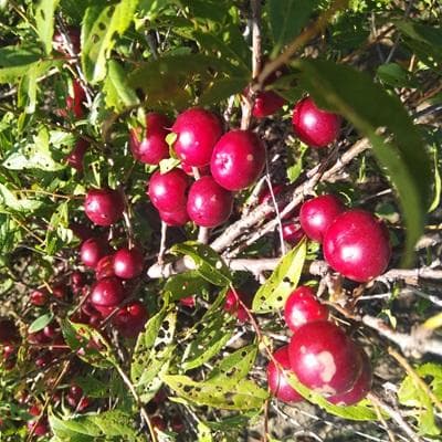 欧李：一种富含营养和药用价值的植物