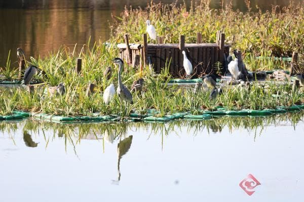 走，到翠湖探索城市里的生物多样性保护“样板间”