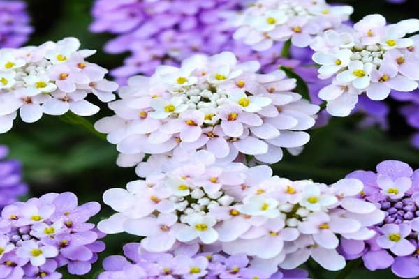 常见草花种子的播种方法是什么？