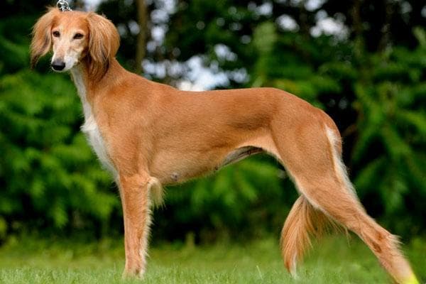 萨路基猎犬：源自古埃及的贵族犬种