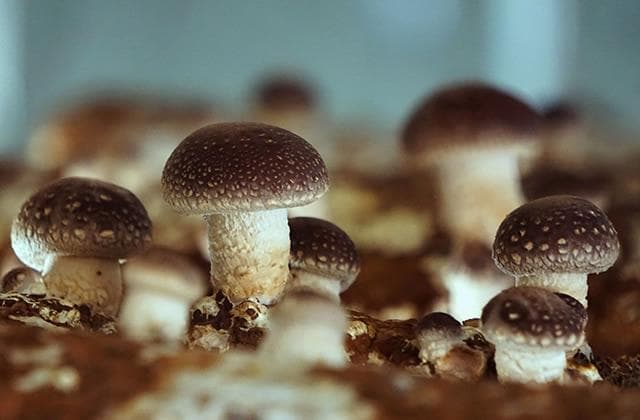 食用菌要焯水再炒吗？食用菌要煮多长时间才能吃？